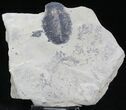 Elrathia Trilobite (Molt) - Wheeler Shale, Utah #26761-1